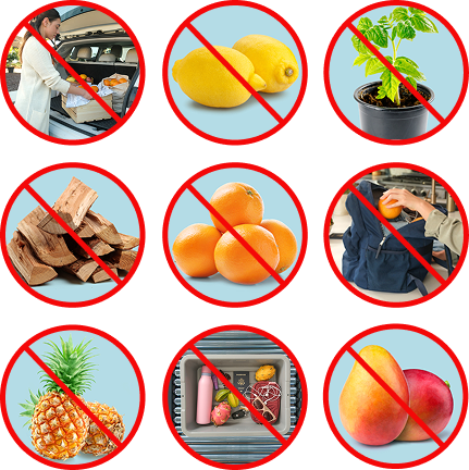 No introduzca frutas ni verduras en California.